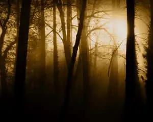 Dark Forest Background