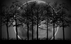 Dark Forest Background