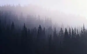 Dark Forest Background