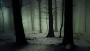 Dark Forest Background