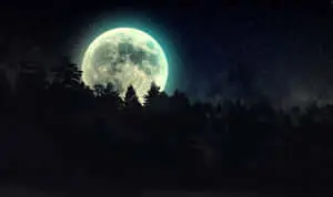 Dark Forest Background