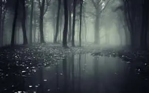 Dark Forest Background