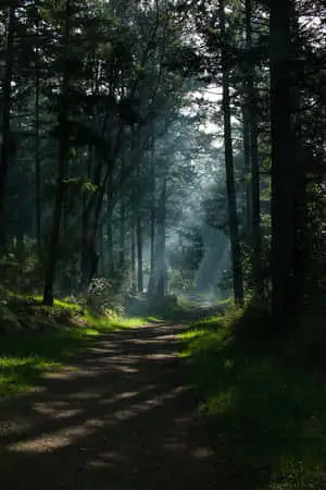 Dark Forest Path