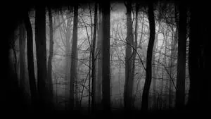 The Dark Magic of a Silhouette Forest.