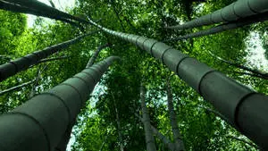 Dark Green Bamboo 4K From Below