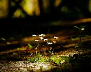 Embrace the Mystery of Dark Nature