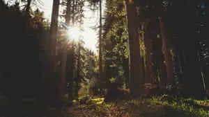 The Dark Beauty of Nature