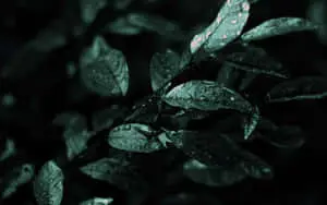 A beautiful, dark vista of nature