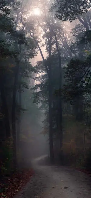 a road in the forest