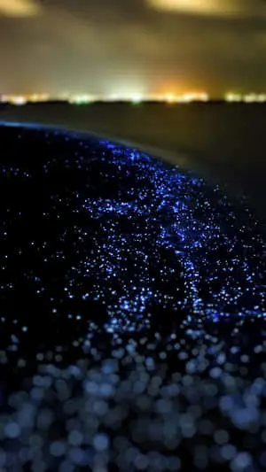 "The Beauty of Dark Nature" 