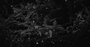  A Mysterious Forest at Night 