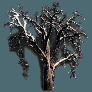 Dead Tree Photography PNG 05252024