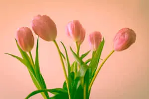 A Delightful Scenery of Nature