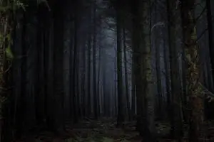 A peaceful and mysterious dark forest scene, where the sun peeks through the trees and casts shadows onto the forest floor.