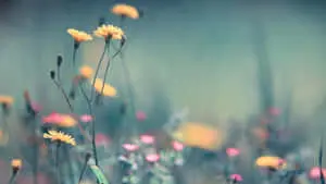 Desktop Picture Wild Flowers