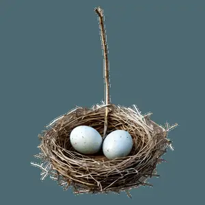 Detailed Bird Nest PNG 46