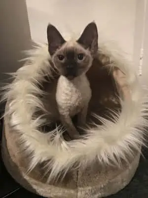 Devon Rex 3024 x 4032 wallpaper