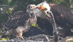 Bald Eagle Vs Hawk Picture