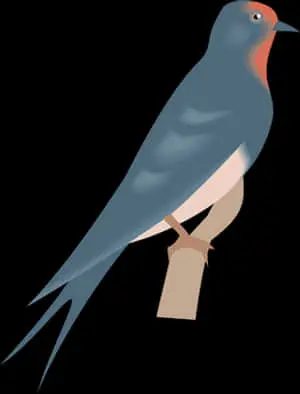 Elegant Swallow Illustration