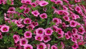 Enchanting Calibrachoa Flowers Picture