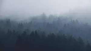 Enchanting Dense Forest
