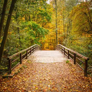 Enchanting Overlook of Lush Wilderness 