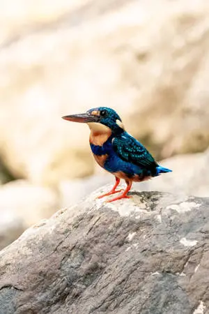 Endemic Bird