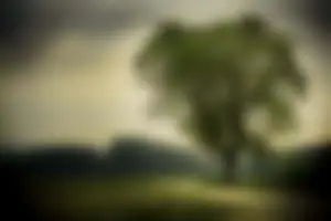 Ethereal Natural Elegance