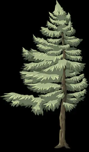 Evergreen Pine Tree Illustration