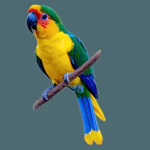 Exotic Birds PNG 06202024