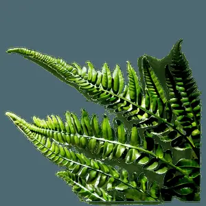 Fern Closeup PNG 4
