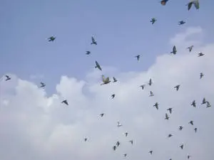 Flock Of Birds In Nature And Sky