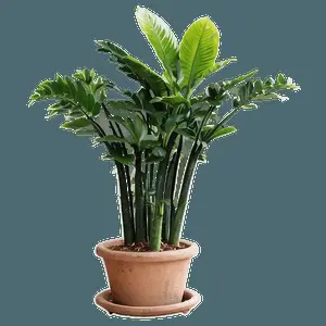 Floor Plant in Interior PNG 06282024