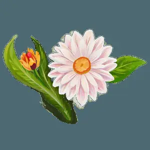 Floral Indie Bloom PNG 06252024
