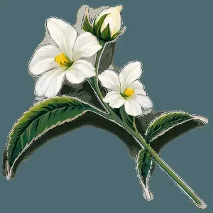 Floral Stem PNG jgp