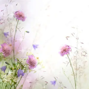 wild flowers on a white background stock photo 1168795
