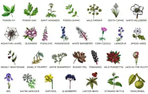 a list of different types of plants and flowers