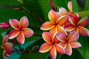 Red Frangipani Flower Picture