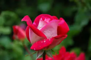 Rare Red And White Flower Picture