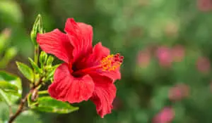 Red Hibiscus Flower Picture