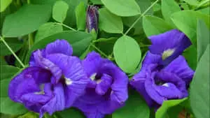 Asian Pigeonwings Flower Picture