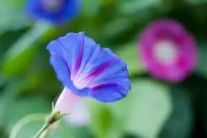 Morning Glory Flower Picture