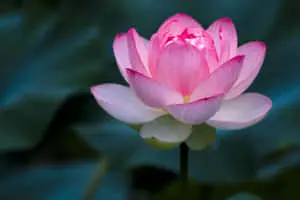 Pink Water Lotus Flower Picture
