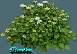 Flowering Green Shrub Graphic