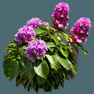 Flowering Shrubs PNG 57