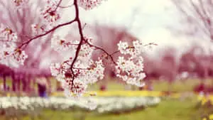 Japanese Cherry Blossom Flowers Laptop