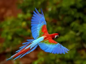 Flying Bird Colorful Macaw