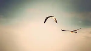 Flying Birds In Gloomy Sky