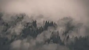 A lush forest of vibrant greens and lush browns