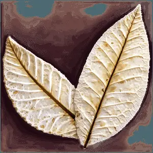Fossilized Leaf PNG 23